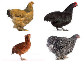 27 Best Egg Laying & Meat Chicken Breeds Worldwide with Pictures