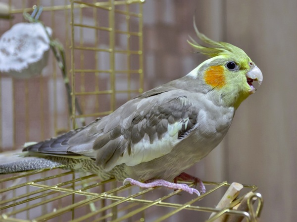 parakeet types