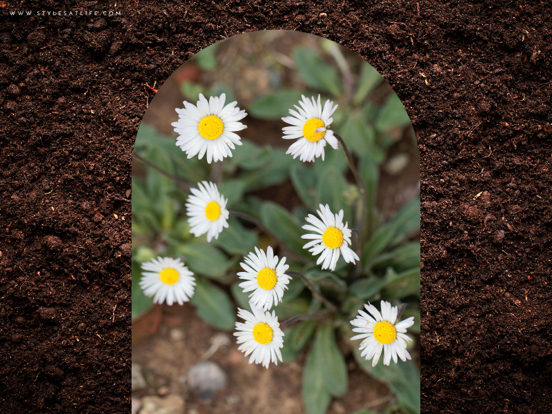 Daisy Plant For Gifting Purpose