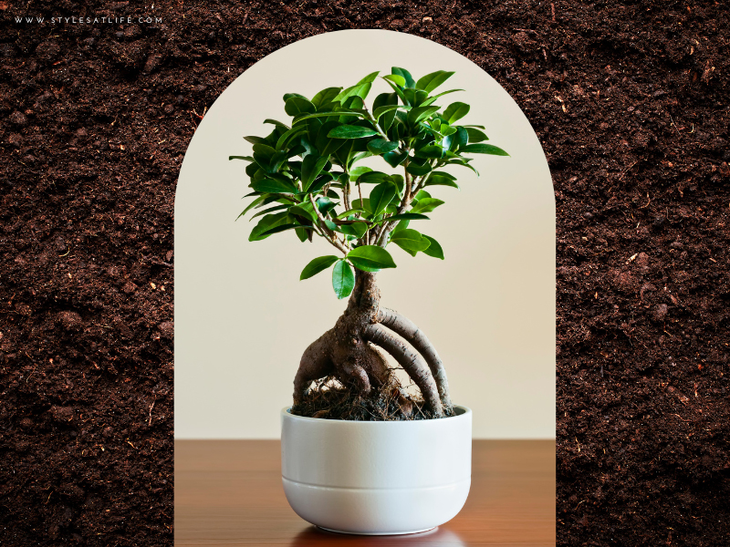 Ficus Plant For Gifting Purpose