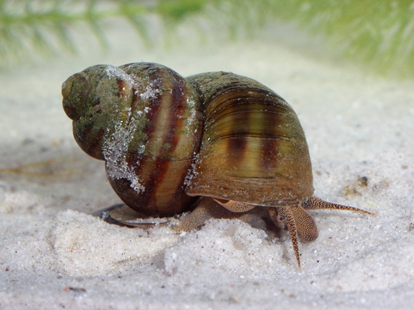 Freshwater Snails