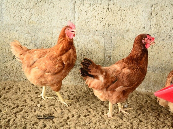 Giriraja Chicken