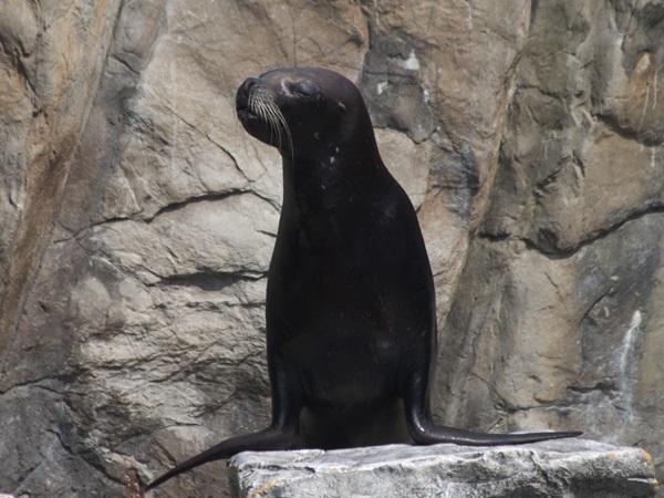 Guadalupe Fur Seal
