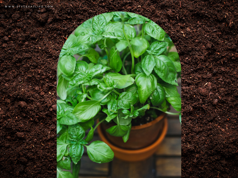 Holy Basil Plant For Gifting Purpose
