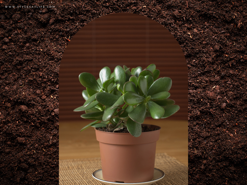 Jade Plant For Gifting Purpose