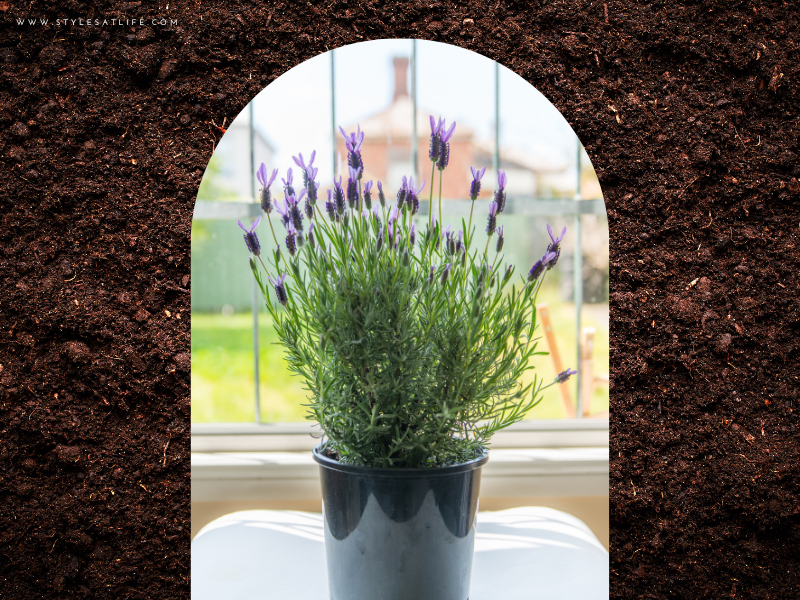 Lavender Plant For Gifting Purpose