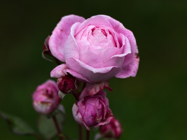 Medium Pink Rose