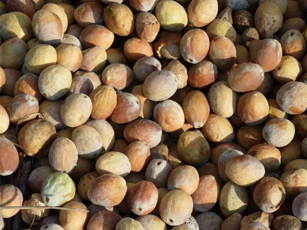 Mongongo Nuts