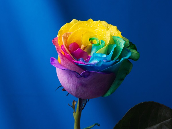 Multi colored type of rose