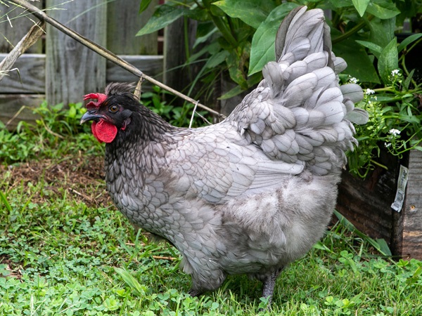 Olive Egger Chicken Breed