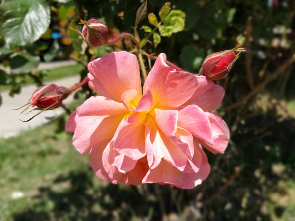 Peach Rose Variety