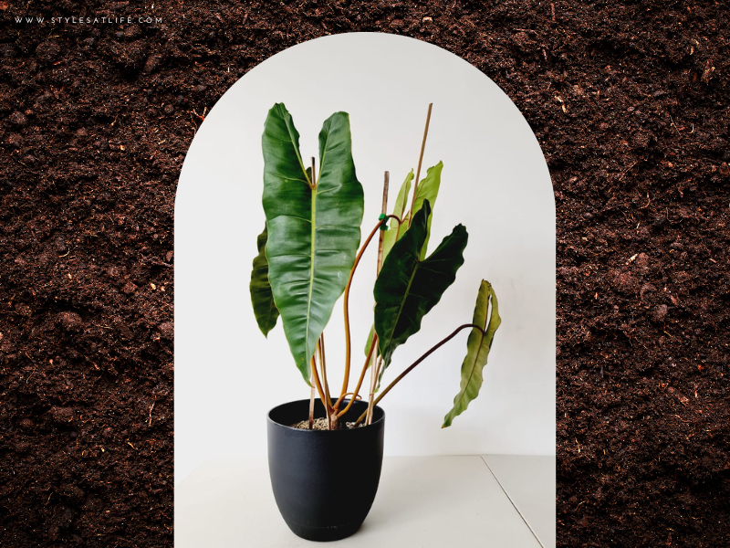 Philodendron Plant Gift Ideas