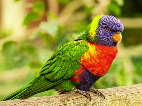 Colorful parrot types