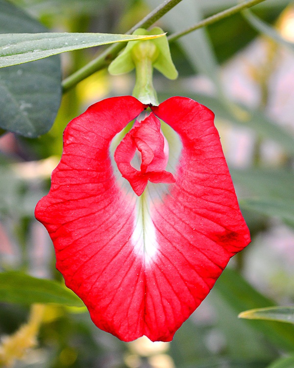 Red Aparajita Flower