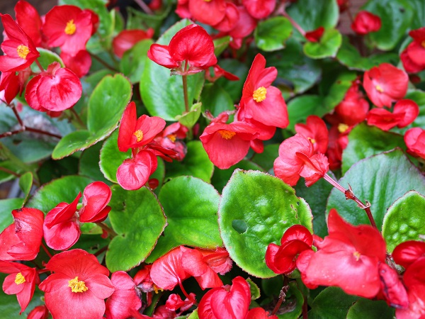 Red Begonia Flowers