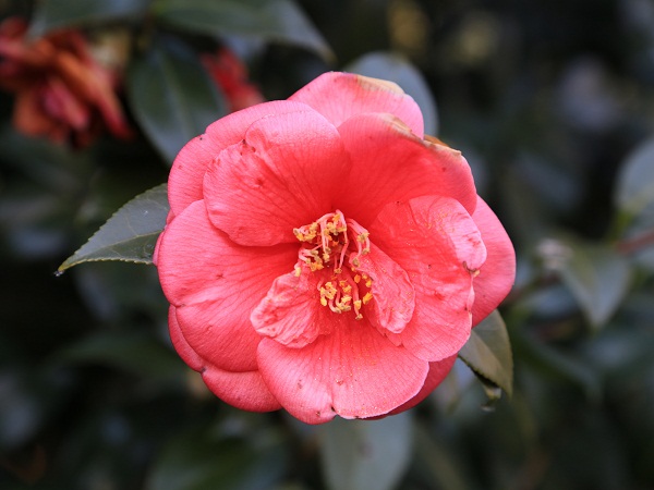 Red Camellias Flowers