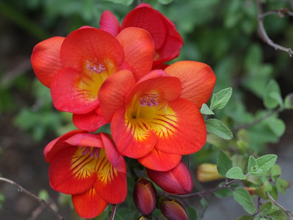 Red Freesias Flowers