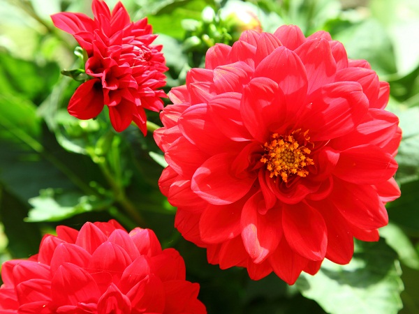 20 Most Beautiful Red Flowers Names with Pictures in India