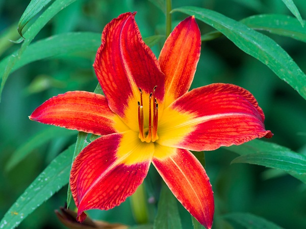 Red Day Lily Flowers