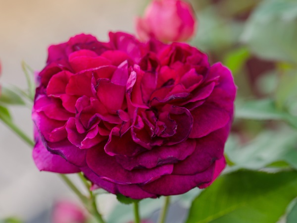 Reddish Purple Rose