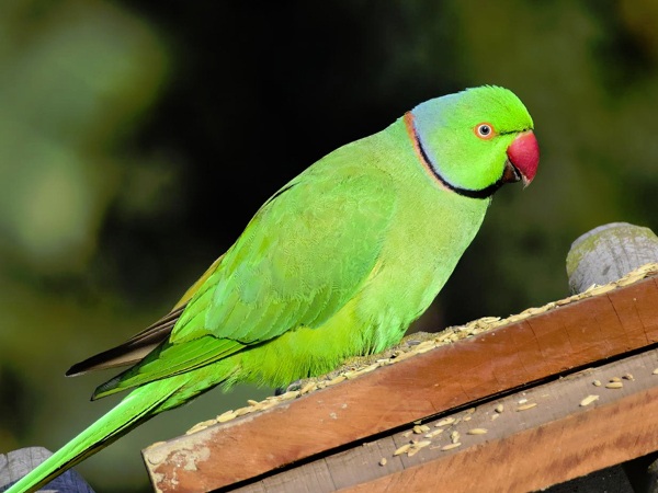 indian parrot types 