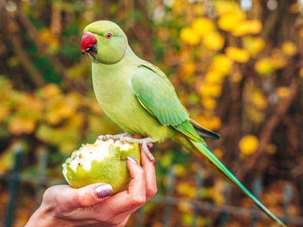  types of parrots in india 