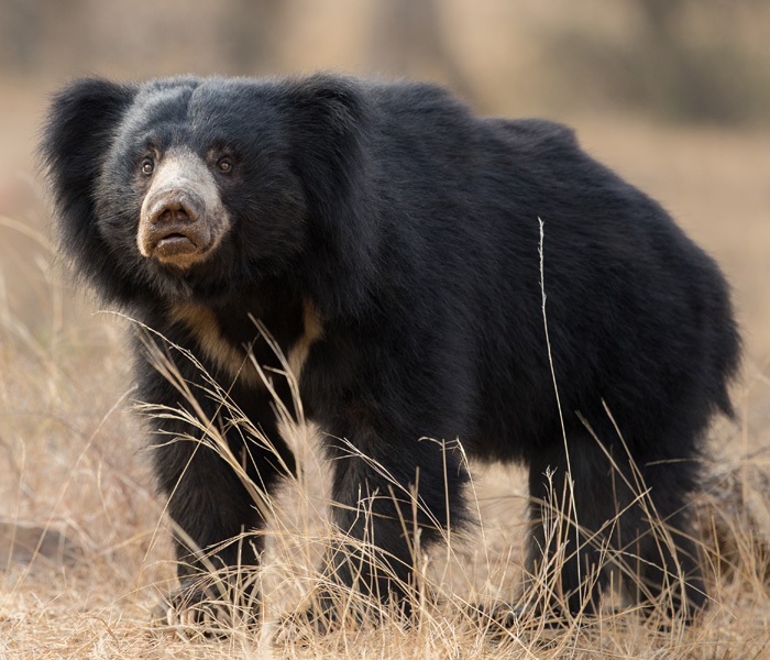 Indian Bear Breeds