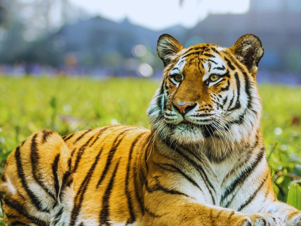 South China Tigers