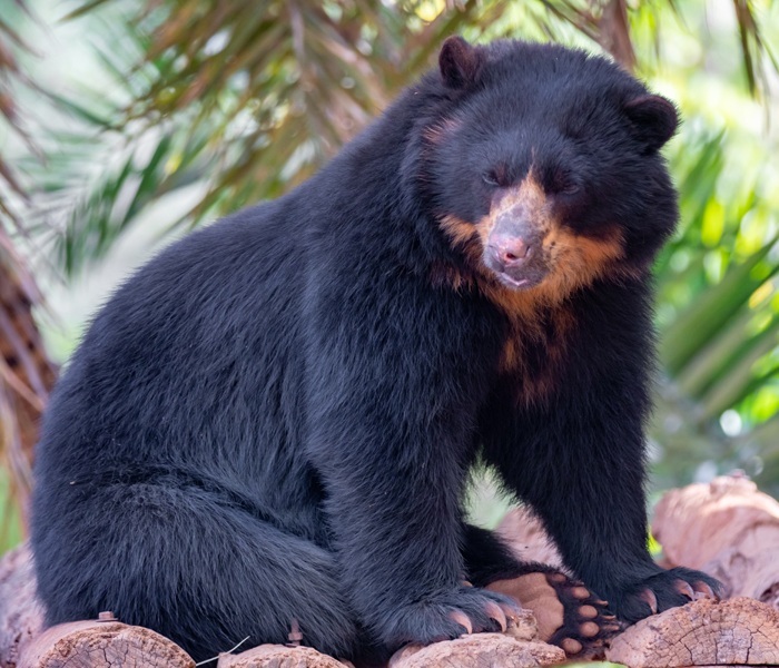 Spectacled Bear Types