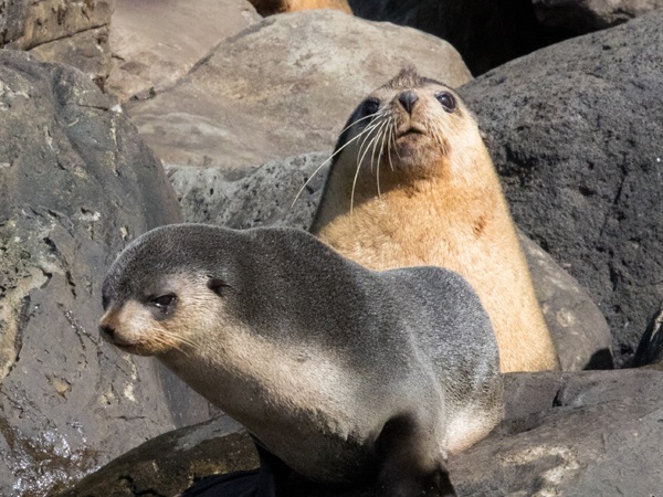 Sub Antarctic Fur Seal