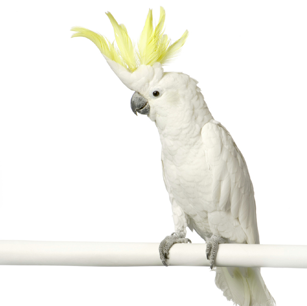 kinds of parrot birds