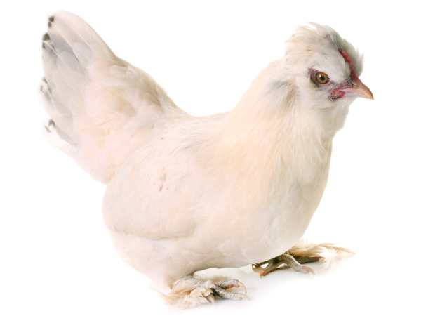 Sultan Chicken