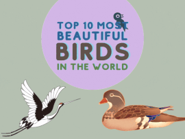 Top 10 Most Beautiful Birds in the Bird Kingdom 2023