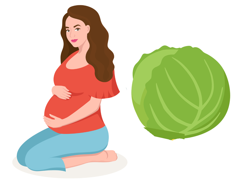 Cabbage In Pregnancy Benefits