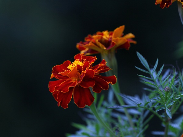 Dark Red Marigold Flower