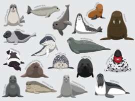 Types of Seals: Top 15 Seal Species with Images and Classification
