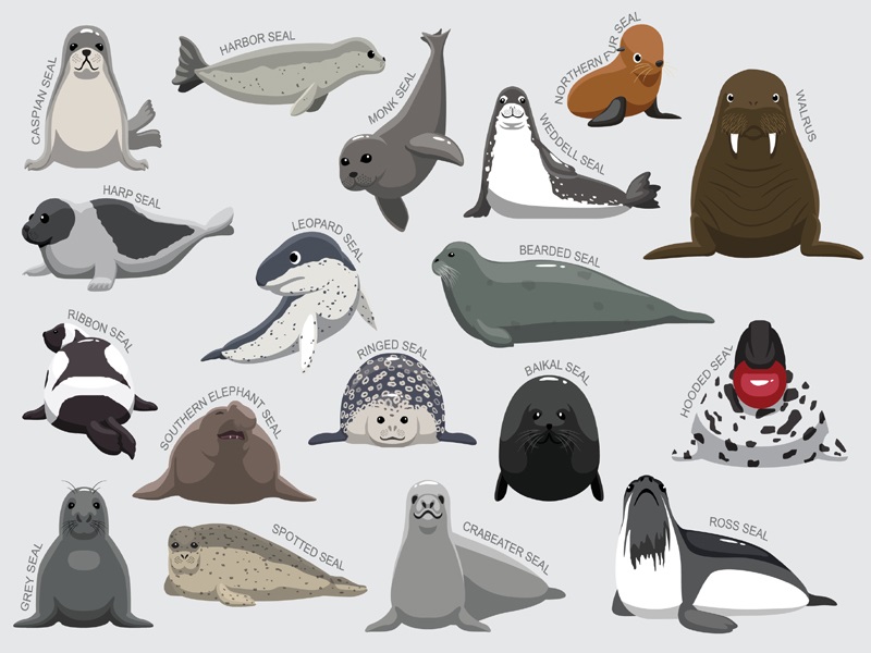 Types of Seals