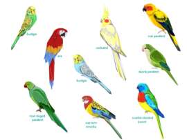 Types of Parrots: 15 Most Popular Parrot Species in World