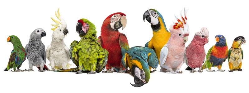 Types of parrot names with pictures