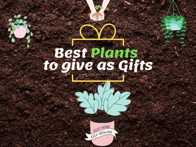 Potted Plants Gift Ideas And Meanings