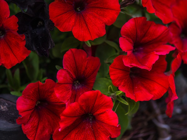 Red Petunias Flowers