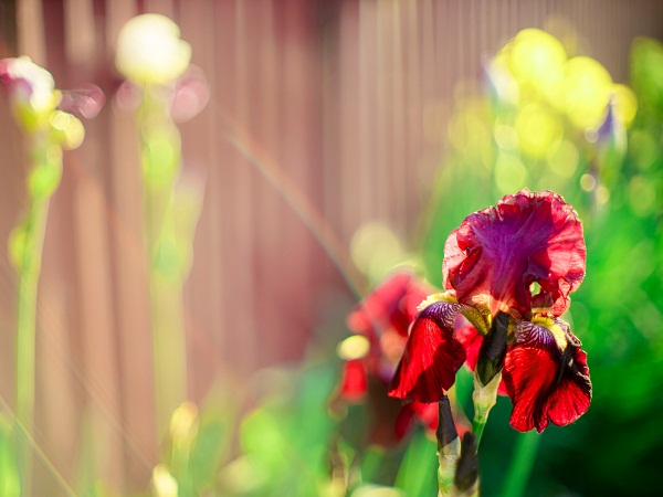 Red Iris Flower