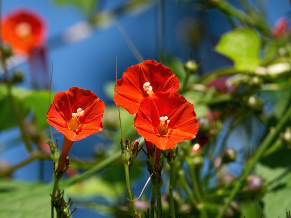 Red Morning Glory Flowers
