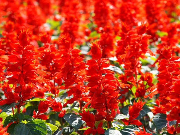 Red Salvia Flowering Plants