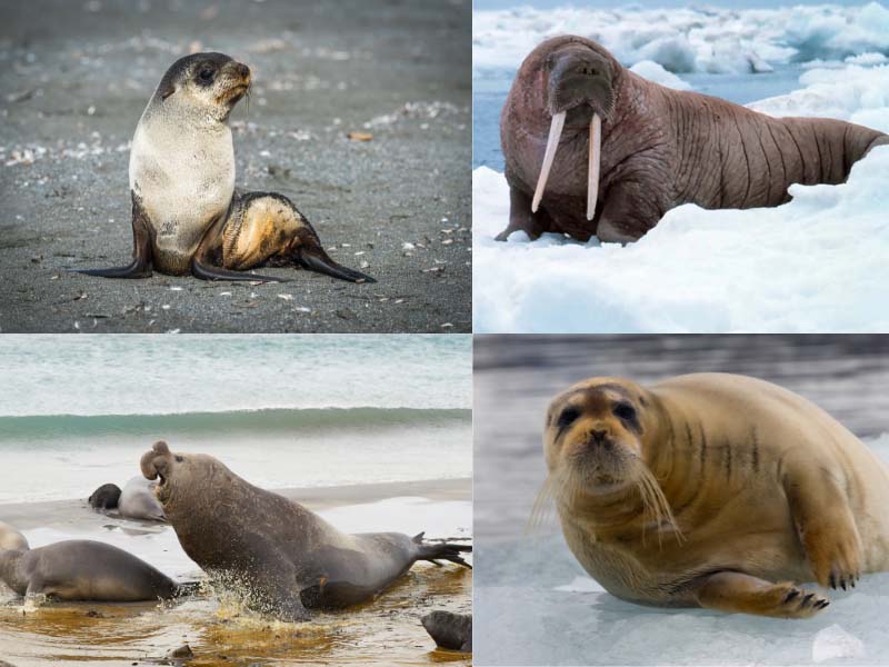 types of seals