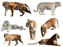 Types of Tigers: Top 10 Tiger Species with Pictures and Facts!