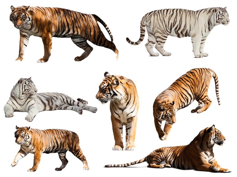 types of tigers