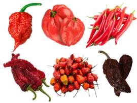 Types of Chilli: Top 15 Chilli Pepper Varieties Around the World