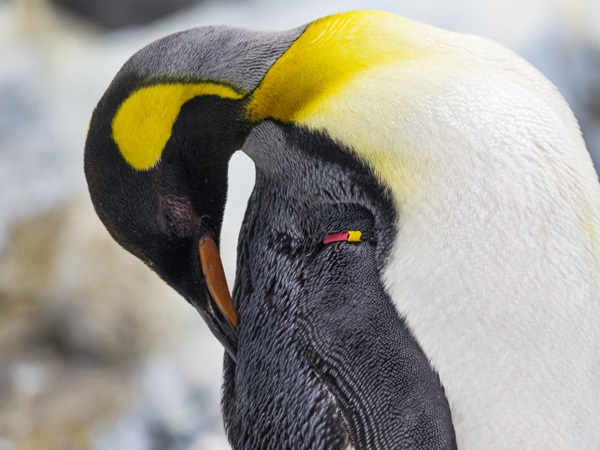 Allied King Penguin