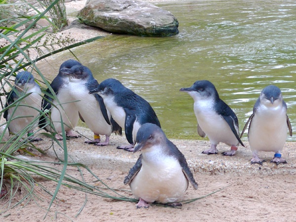 Australian Little Penguin